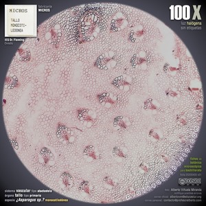 Estela tipo atactostela